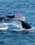 Vorschau auf Bild 28 zu Wal- und Delfinbeobachtungskurse (Tarifa, Spanien)