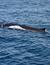 Vorschau auf Bild 35 zu Wal- und Delfinbeobachtungskurse (Tarifa, Spanien)