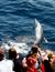 Vorschau auf Bild 7 zu Wal- und Delfinbeobachtungskurse (Tarifa, Spanien)