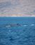 Vorschau auf Bild 38 zu Wal- und Delfinbeobachtungskurse (Tarifa, Spanien)