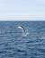 Vorschau auf Bild 50 zu Wal- und Delfinbeobachtungskurse (Tarifa, Spanien)