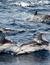 Vorschau auf Bild 45 zu Wal- und Delfinbeobachtungskurse (Tarifa, Spanien)