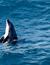 Vorschau auf Bild 5 zu Wal- und Delfinbeobachtungskurse (Tarifa, Spanien)