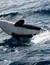 Vorschau auf Bild 24 zu Wal- und Delfinbeobachtungskurse (Tarifa, Spanien)
