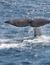 Vorschau auf Bild 29 zu Wal- und Delfinbeobachtungskurse (Tarifa, Spanien)