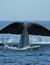 Vorschau auf Bild 27 zu Wal- und Delfinbeobachtungskurse (Tarifa, Spanien)