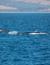 Vorschau auf Bild 36 zu Wal- und Delfinbeobachtungskurse (Tarifa, Spanien)