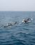 Vorschau auf Bild 15 zu Wal- und Delfinbeobachtungskurse (Tarifa, Spanien)