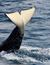 Vorschau auf Bild 18 zu Wal- und Delfinbeobachtungskurse (Tarifa, Spanien)