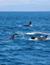 Vorschau auf Bild 17 zu Wal- und Delfinbeobachtungskurse (Tarifa, Spanien)