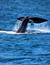 Vorschau auf Bild 30 zu Wal- und Delfinbeobachtungskurse (Tarifa, Spanien)