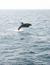 Vorschau auf Bild 51 zu Wal- und Delfinbeobachtungskurse (Tarifa, Spanien)
