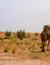 Vorschau auf Bild 29 zu Marokko für Familien: Wüstenfuchs (Marrakech, Marokko)