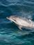 Vorschau auf Bild 6 zu Wal- und Delfinbeobachtungskurse (Tarifa, Spanien)