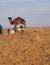Vorschau auf Bild 39 zu Marokko für Familien: Wüstenfuchs (Marrakech, Marokko)