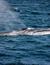 Vorschau auf Bild 39 zu Wal- und Delfinbeobachtungskurse (Tarifa, Spanien)