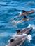 Vorschau auf Bild 11 zu Wal- und Delfinbeobachtungskurse (Tarifa, Spanien)