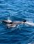 Vorschau auf Bild 13 zu Wal- und Delfinbeobachtungskurse (Tarifa, Spanien)