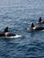 Vorschau auf Bild 19 zu Wal- und Delfinbeobachtungskurse (Tarifa, Spanien)