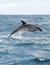 Vorschau auf Bild 48 zu Wal- und Delfinbeobachtungskurse (Tarifa, Spanien)