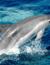 Vorschau auf Bild 52 zu Wal- und Delfinbeobachtungskurse (Tarifa, Spanien)
