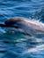 Vorschau auf Bild 46 zu Wal- und Delfinbeobachtungskurse (Tarifa, Spanien)