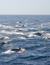 Vorschau auf Bild 41 zu Wal- und Delfinbeobachtungskurse (Tarifa, Spanien)