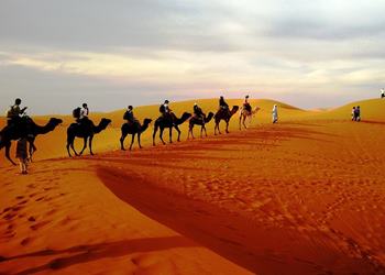 Bild 2 zum Reiseprogramm von Marokko für Familien: Wüstenfuchs