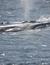 Vorschau auf Bild 40 zu Wal- und Delfinbeobachtungskurse (Tarifa, Spanien)