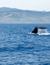 Vorschau auf Bild 26 zu Wal- und Delfinbeobachtungskurse (Tarifa, Spanien)