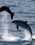 Vorschau auf Bild 2 zu Wal- und Delfinbeobachtungskurse (Tarifa, Spanien)