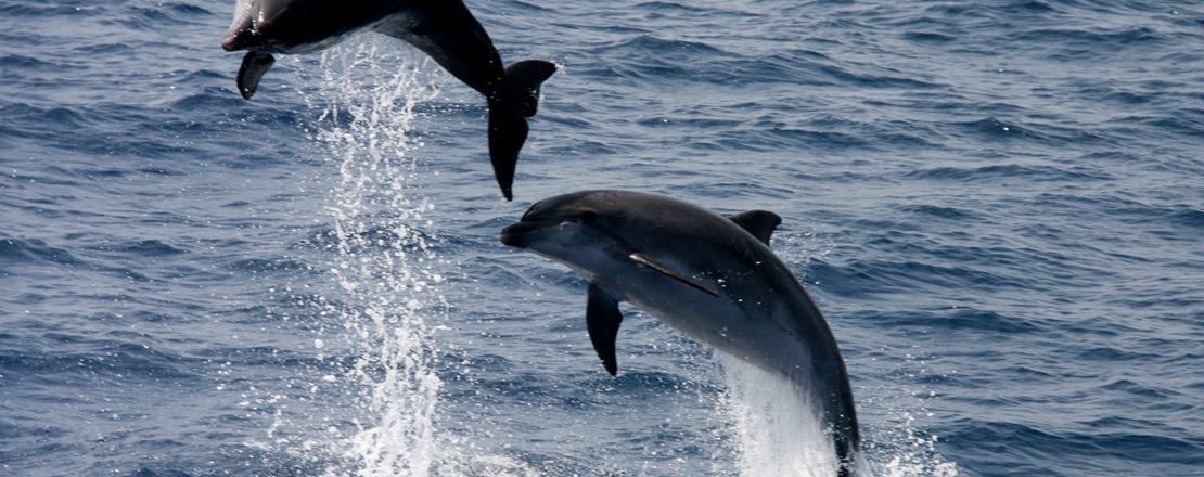 Wal- und Delfinbeobachtungskurse