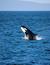 Vorschau auf Bild 23 zu Wal- und Delfinbeobachtungskurse (Tarifa, Spanien)