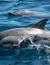 Vorschau auf Bild 47 zu Wal- und Delfinbeobachtungskurse (Tarifa, Spanien)